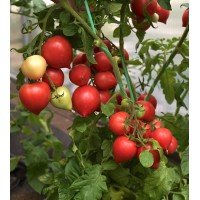 Set of tomatoes “Stress-resistant and productive low-growing hybrids