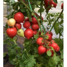 Set of tomatoes “Stress-resistant and productive low-growing hybrids
