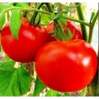 Tomato seeds Yesenia F1 10 seeds