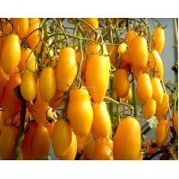 Tomato seeds Banana Legs 15 seeds