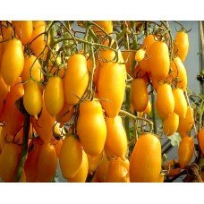 Tomato seeds Banana Legs 15 seeds