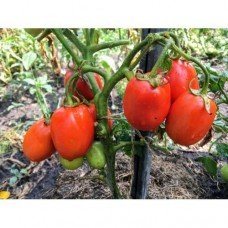 Tomato seeds Barkas F1 10 seeds