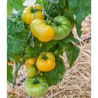 Tomato seeds Dwarf Perfect Harmony 10 seeds