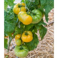 Tomato seeds Dwarf Perfect Harmony 10 seeds