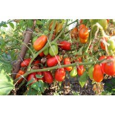 Tomato seeds Pickling delicacy 15 seeds