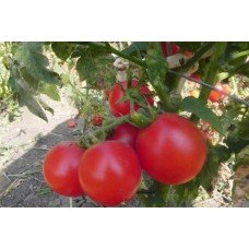 Tomato seeds Zinulya 30 seeds
