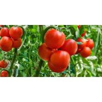 Tomato seeds Kyiv Zori 30 seeds