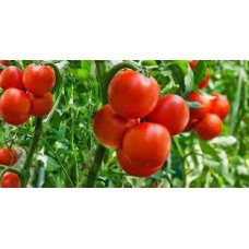 Tomato seeds Kyiv Zori 30 seeds