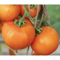 Tomato seeds Luna Park F1 10 seeds