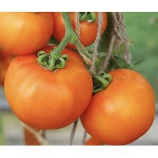 Tomato seeds Luna Park F1 10 seeds