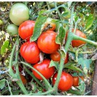 Tomato seeds Lyubka 15 seeds