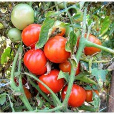 Tomato seeds Lyubka 15 seeds