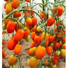 Tomato seeds Honey gift F1 10 seeds