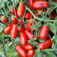 Tomato seeds Mini San Marzano 