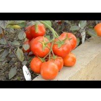 Tomato seeds Sanka 30 seeds