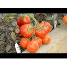 Tomato seeds Sanka 30 seeds