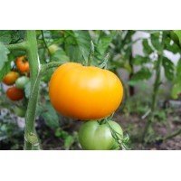 Tomato seeds Persimmon 15 seeds
