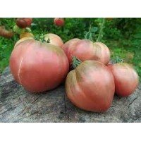Tomato seeds Cherokee Purple Heart 15 seeds