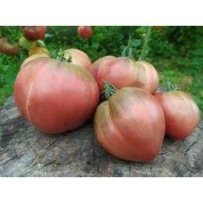 Tomato seeds Cherokee Purple Heart 15 seeds