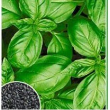 Green Basil Seeds 1 g