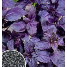 Purple Basil seeds 0.5 g