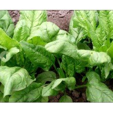 Seeds Spinach Fantasy 2 g
