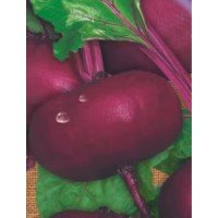 Egyptian flat beet seeds 15 g