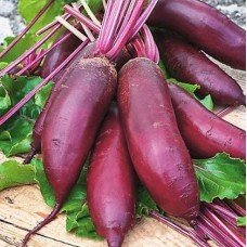 Beet seeds Rival 15 g