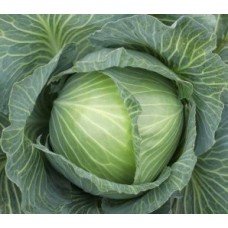 Cabbage seeds Aura F1 20 seeds