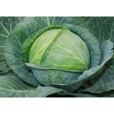 Cabbage seeds Snow White 100 seeds