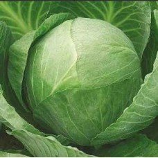 Cabbage seeds Golden hectare 100 seeds