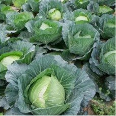 Cabbage seeds Stone head 100 seeds