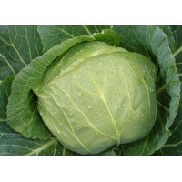 Cabbage seeds Slava 100 seeds