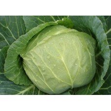 Cabbage seeds Slava 100 seeds