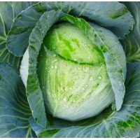 Kharkov winter cabbage seeds 100 seeds