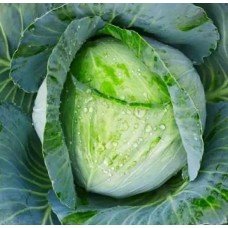 Kharkov winter cabbage seeds 100 seeds