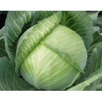 Cabbage seeds Yaroslavna 150 seeds