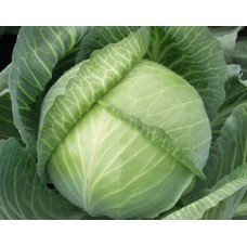Cabbage seeds Yaroslavna 150 seeds