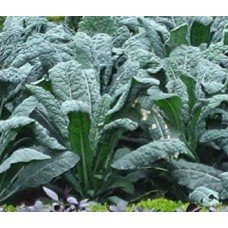 Kale Seeds Kale 100 Seeds