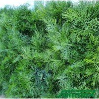 Dill seeds Odorous 2 g