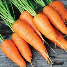Carrot seeds Karotel 10 g