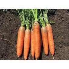 Carrot seeds Bark 10 g