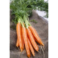 Carrot seeds Queen of Autumn 10 g