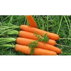 Nika carrot seeds 10 g