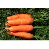Carrot seeds Alenka 10 g