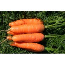 Carrot seeds Alenka 10 g