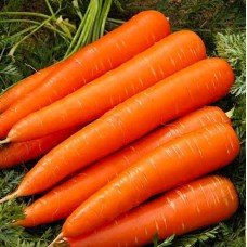 Red giant carrot seeds 10 g