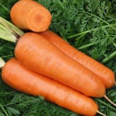 Carrot seeds Shantane Red Core 10 g