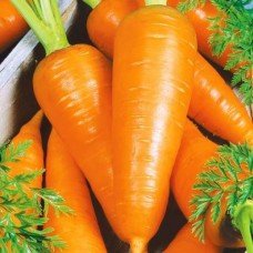 Carrot seeds Shantane Royal 10 g