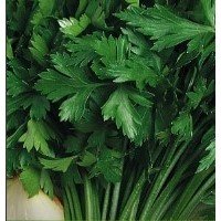 Parsley seeds Amsterdam 2 g